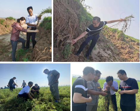 中国草学会理事、河南省牧草专家助力灾后生产有序恢复