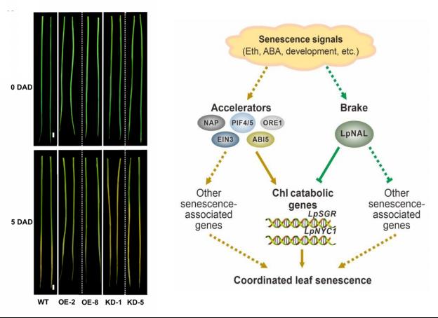 中国草学会理事、南农大草业学院徐彬研究组发现调控黑麦草叶片衰老的刹车元件