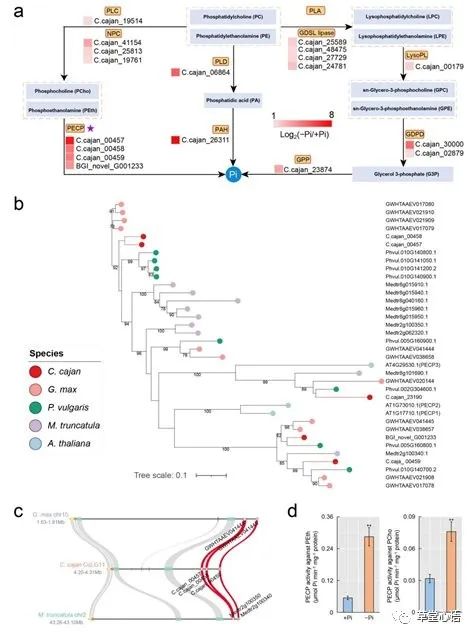 中国热科院品资所牧草研究团队在木豆低磷适应机制研究方面取得重要进展