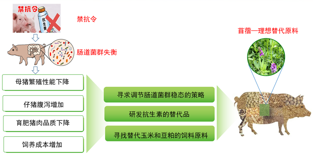 专家解读一号文件 | 化草为粮，助力我国粮食安全！